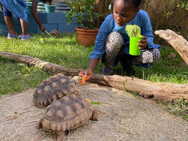 kids feeding turtle